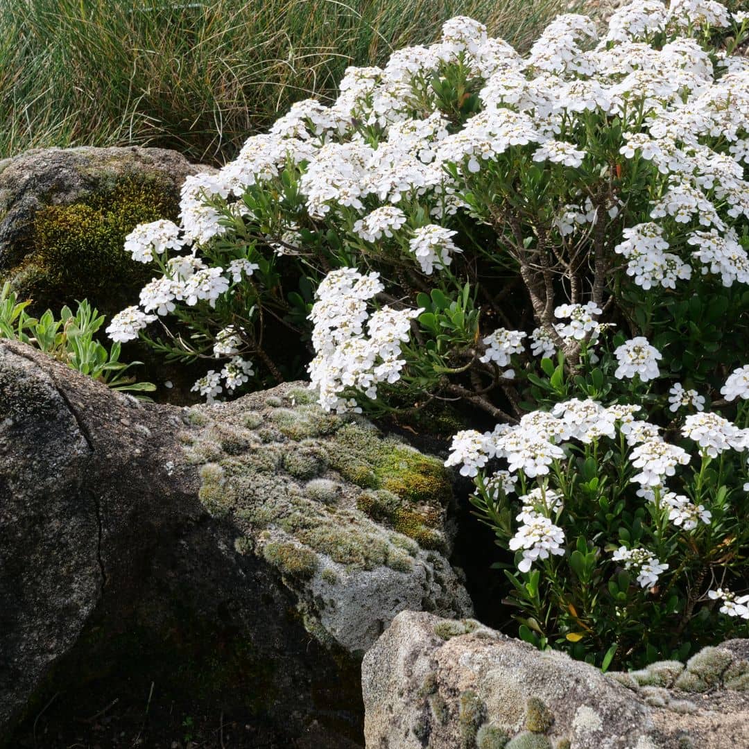 comment planter l'iberis sempervirens la corbeille d'argent avec les conseils de culture de monde vegetal