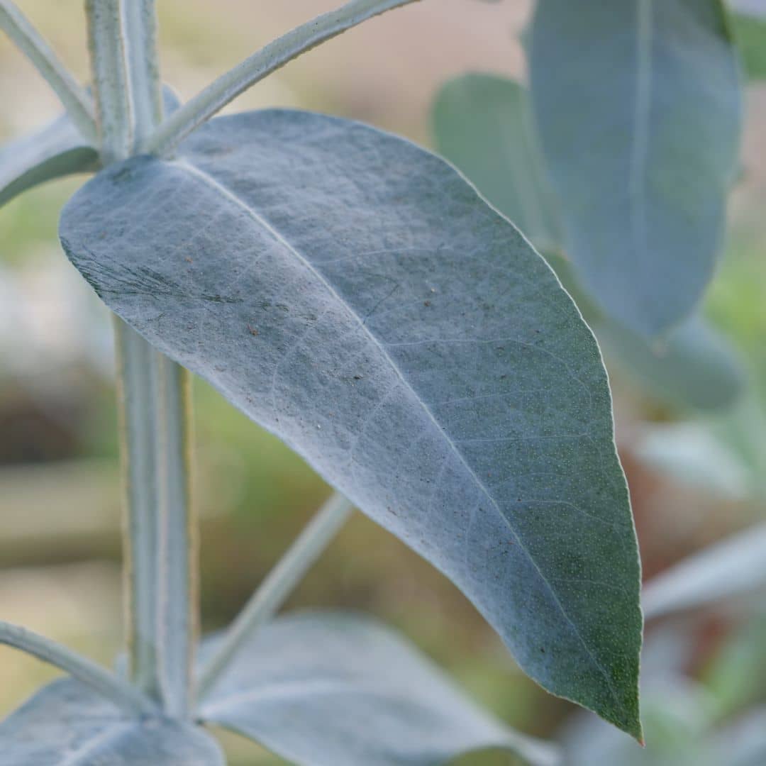 SAMEN - Blauer Eukalyptus (Eucalyptus globulus)
