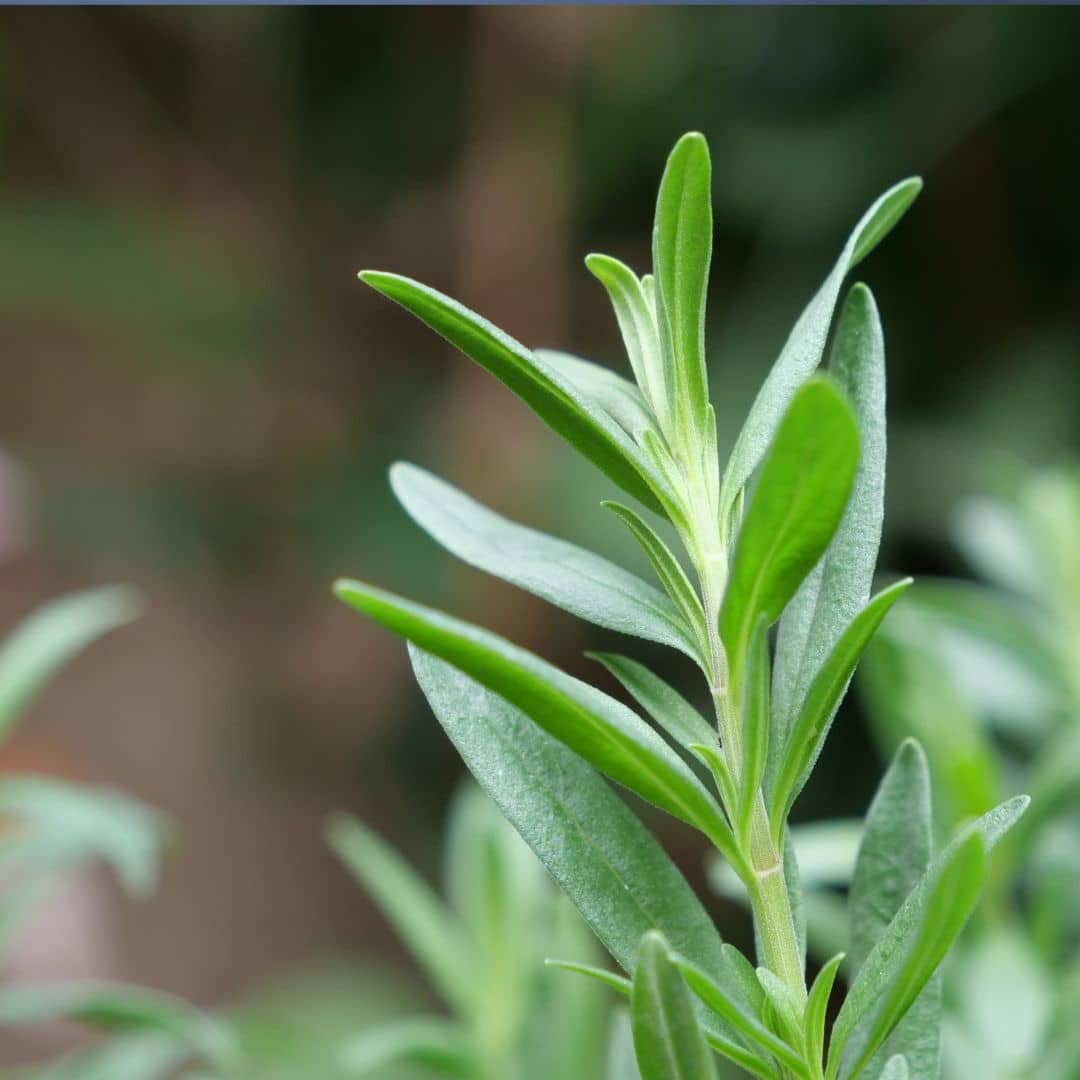 comment semer des graines de hysope officinale