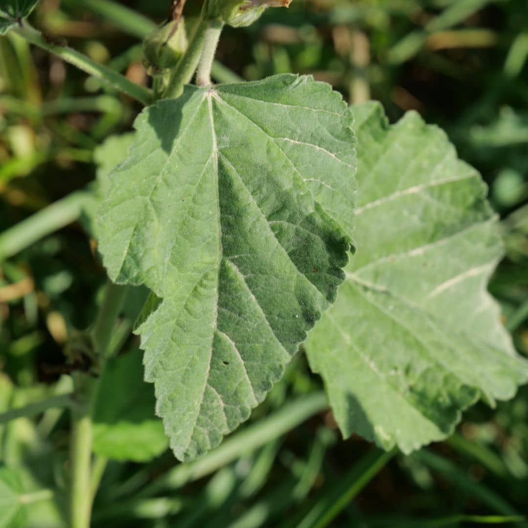 comment utiliser la guimauve officinale comment le consommer monde végétal
