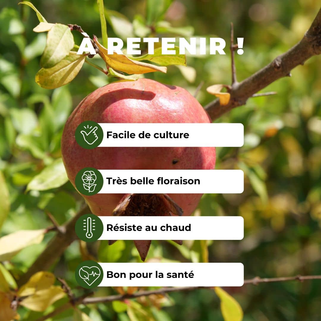 comment cultiver un plant de grenadier à fruit punica granatum monde végétal
