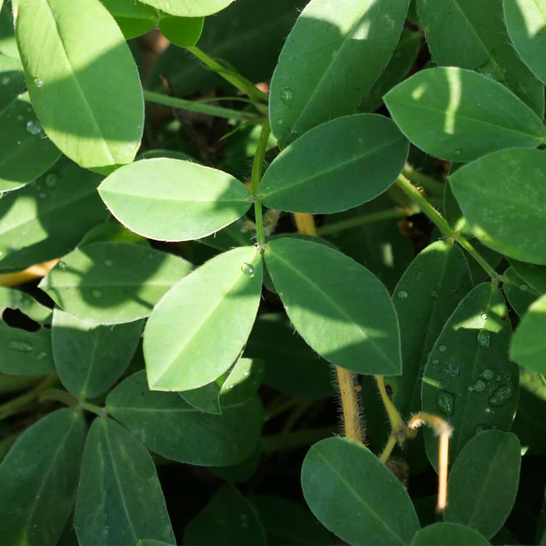 cultiver des graines de cacahuète arachis hypogaea avec monde vegetal