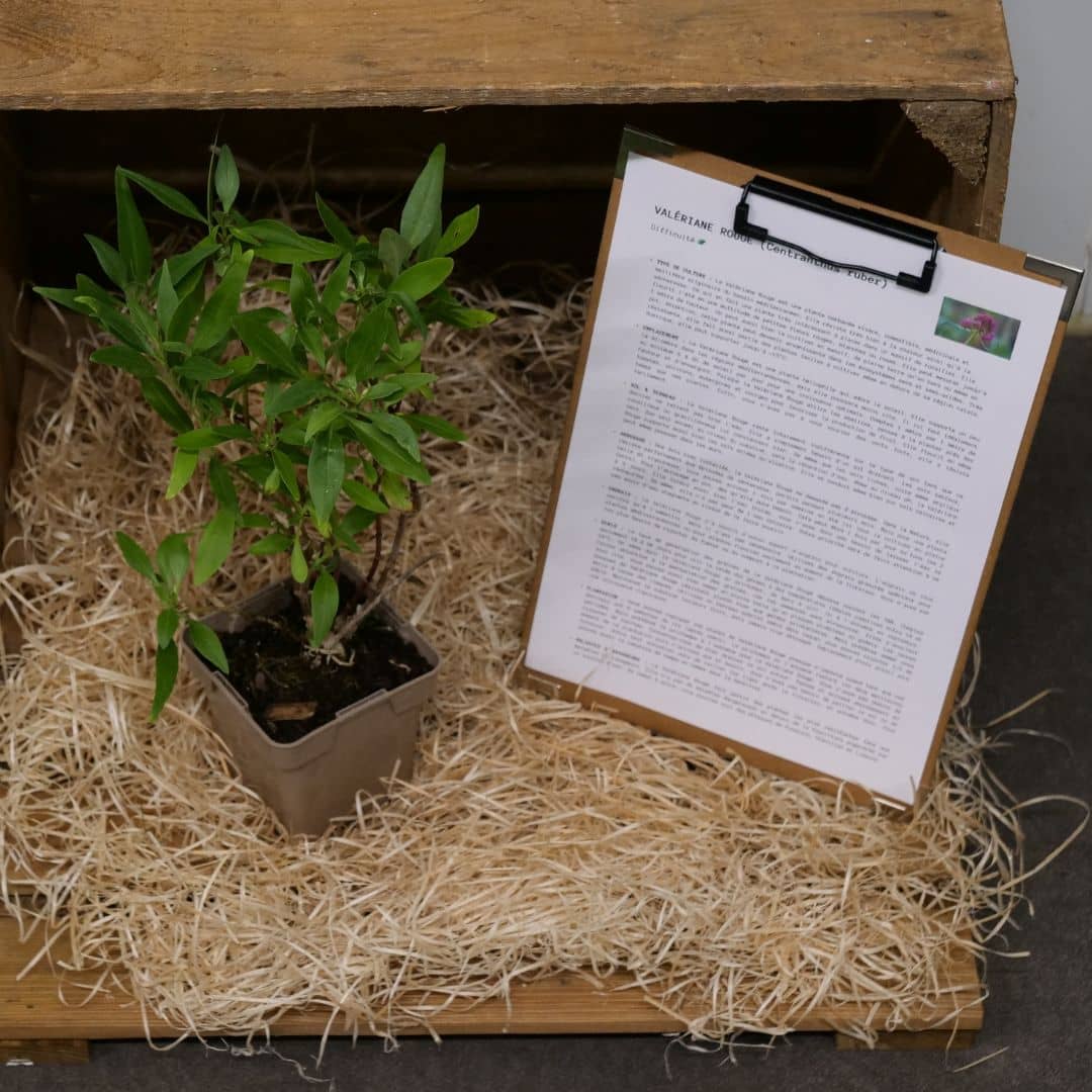 cultivez votre plant de valériane rouge avec tous les conseils de culture de monde vegetal