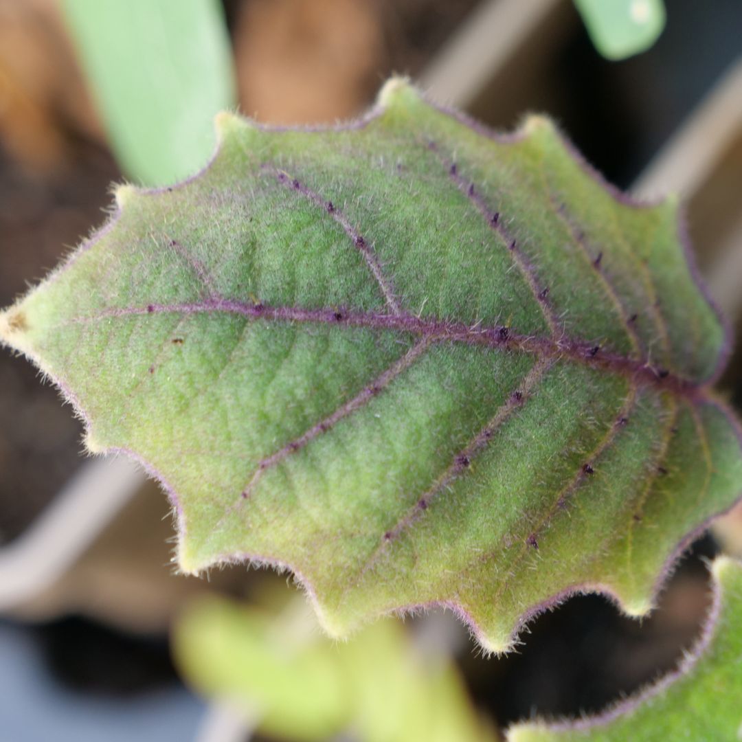 feuille d'un jeune plant de morelle de quito solanum quitoense et ses nervures violettes