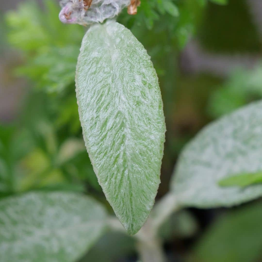 feuilles duveteuses et grises de l'épiaire de byzance monde vegetal