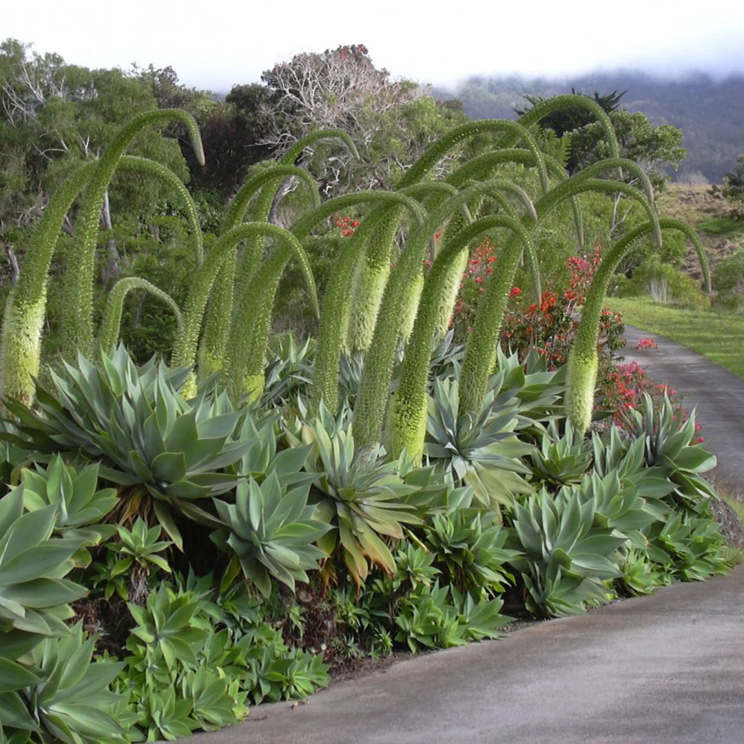 floraison exceptionnelle de l'agave attenuata agave cou de cygne monde vegetal