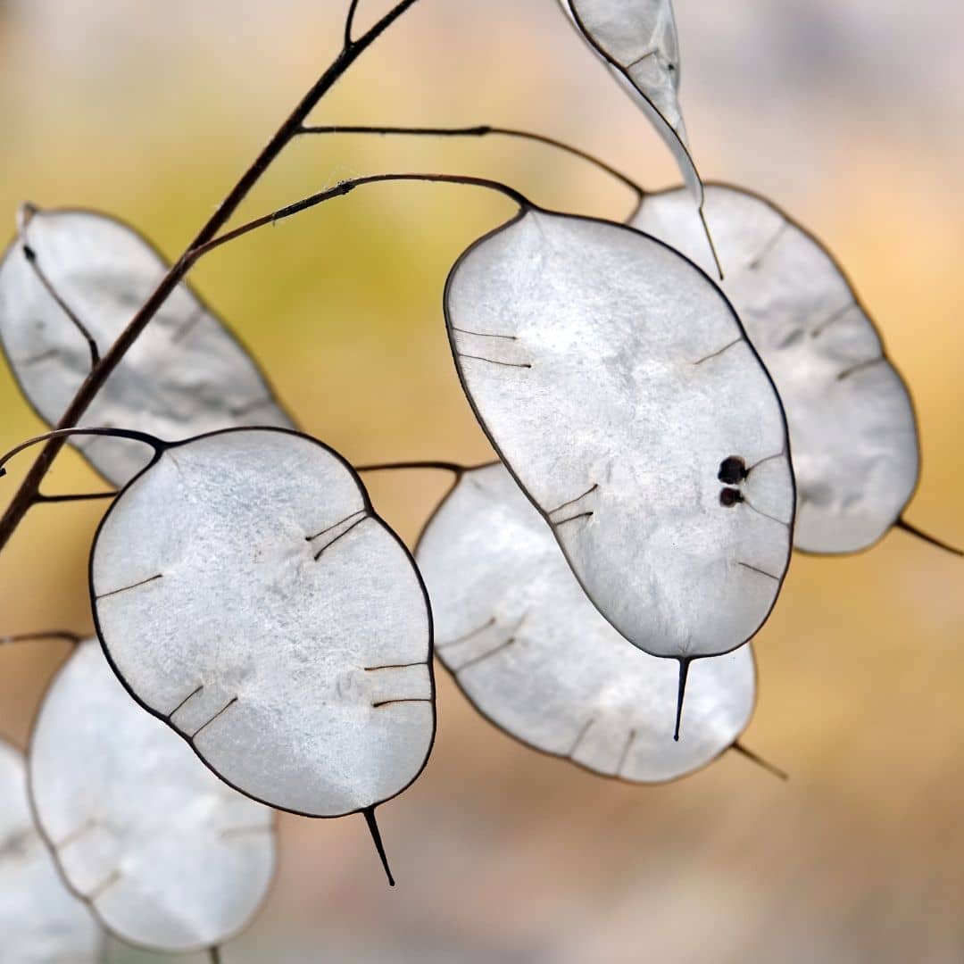fruits de la monnaie du pape lunaria annua plantes rares monde vegetal