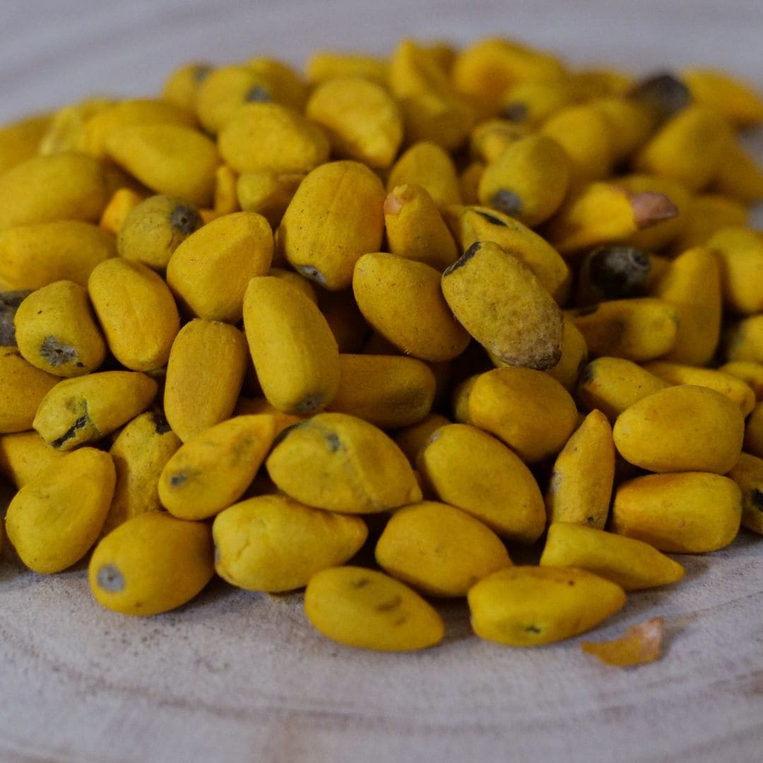 graines BRACHYCHITON ACERIFOLIUS flamme australienne arbres rares monde vegetal