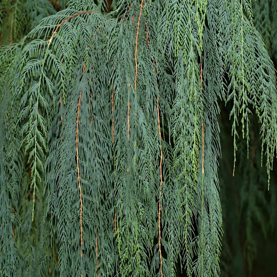 graines Cupressus cashmeriana Cyprès du Bhoutan Cyprès du Cashemire monde végétal