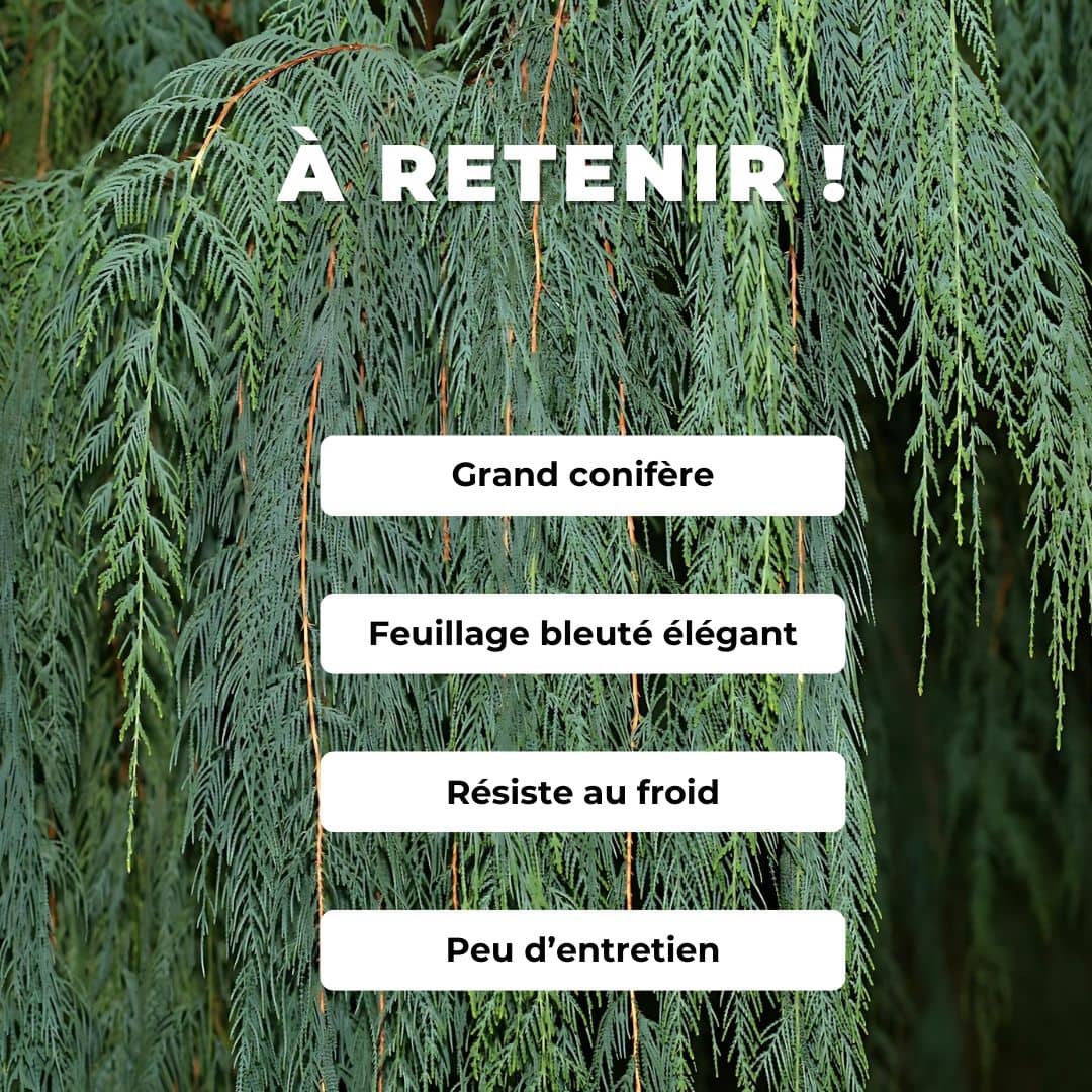 graines Cupressus cashmeriana Cyprès du Bhoutan Cyprès du Cashemire monde végétal semences