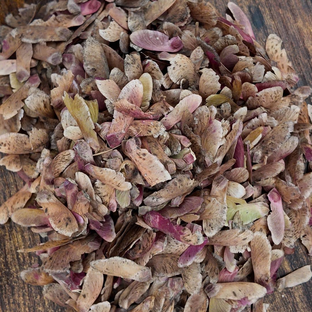 graines d'acer palmatum Atropurpureum à semer et cultiver pour créer ses bonsais avec monde vegetal