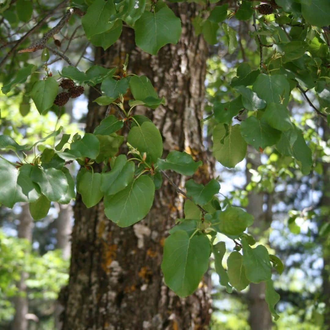 graines d'aulne de corse alnus cordata arbre d'ombrage et utile au jardin