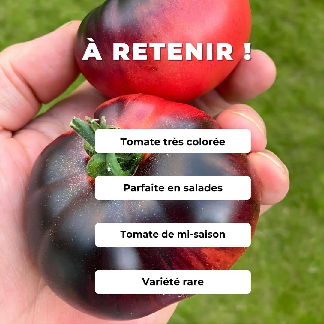 graines de Tomate Blue Beauty tomate mi saison indigo comment semer planter et cultiver