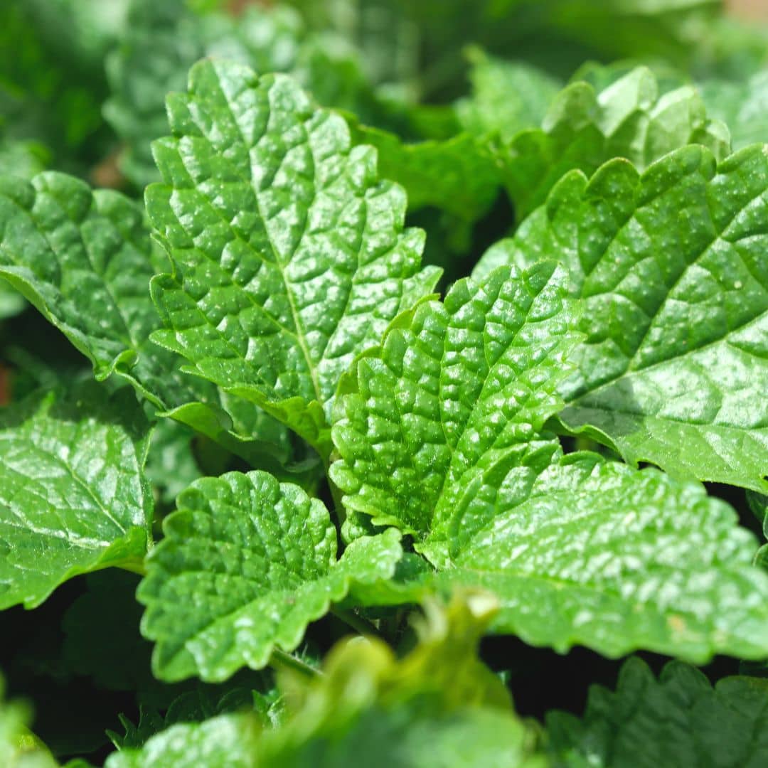 graines de melisse officinale à semer et cultiver monde vegetal