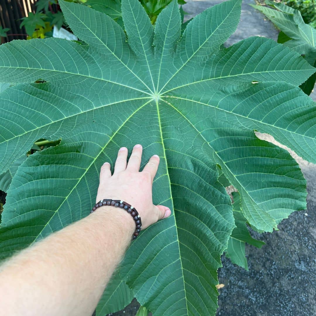 graines de ricin commun plante à feuilles géantes monde vegetal