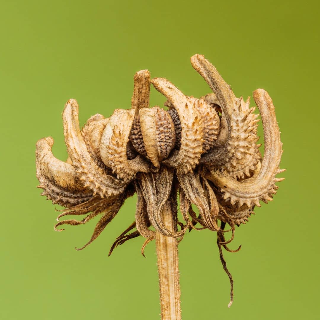 graines de souci officinalis à semer et cultiver pour un jardin biologique