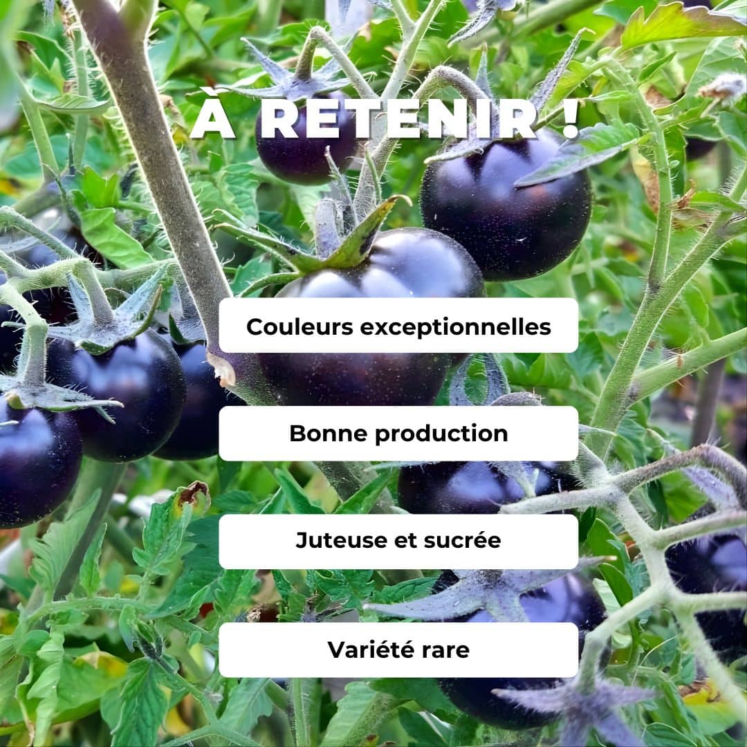 graines de tomate cerise noire Blackball plantes potagères rares comment semer et cultiver et récolter