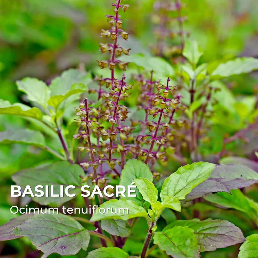 GRAINES - Basilic Sacré / Tulsi (Ocimum tenuiflorum)