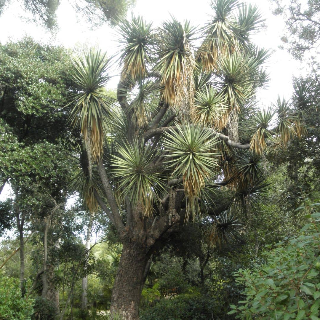 PRÉCOMMANDE : GRAINES de Yucca fillifèe (Yucca filifera)