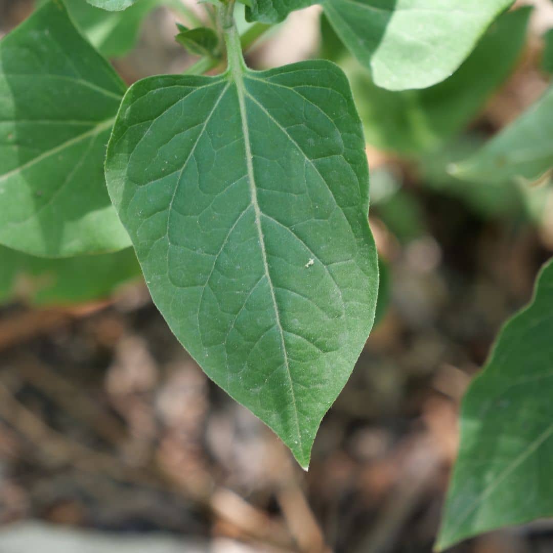 graines de belle de nuit mirabilis jalapa monde végétal plantes rares à fleurs roses