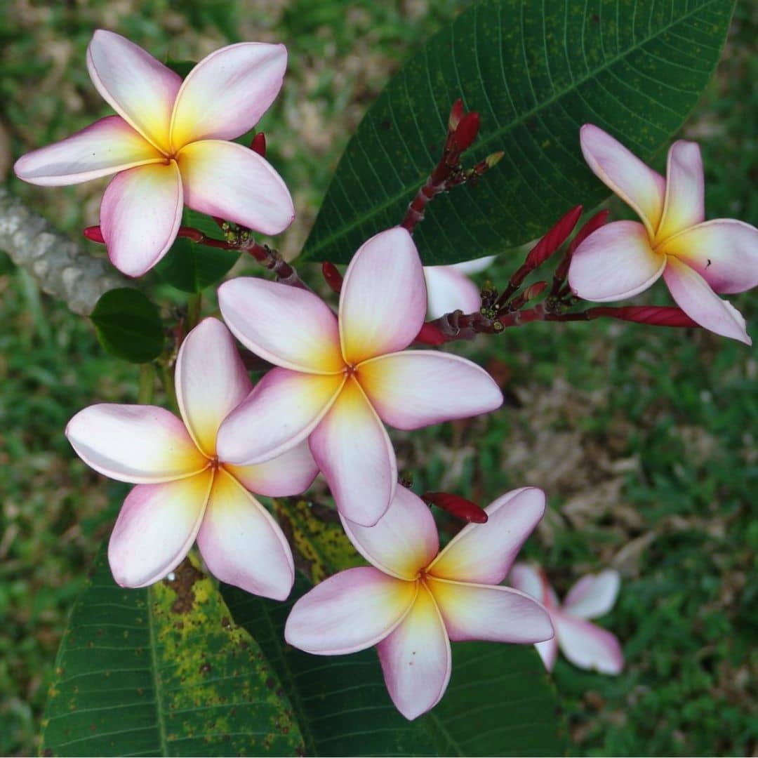 PLANT - Frangipanier Rouge (Plumeria rubra)