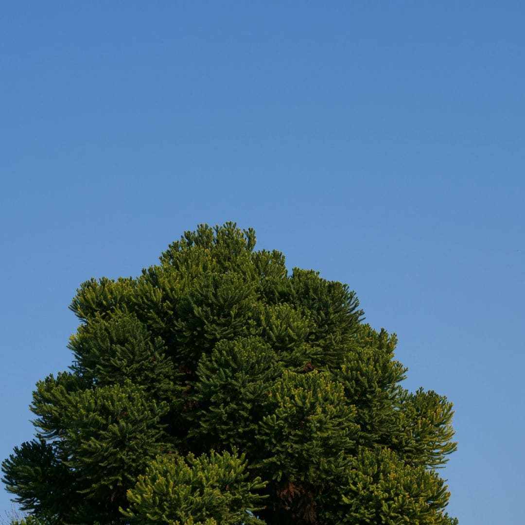 grand arbre rustique et élégant le désespoir des singes monde vegetal