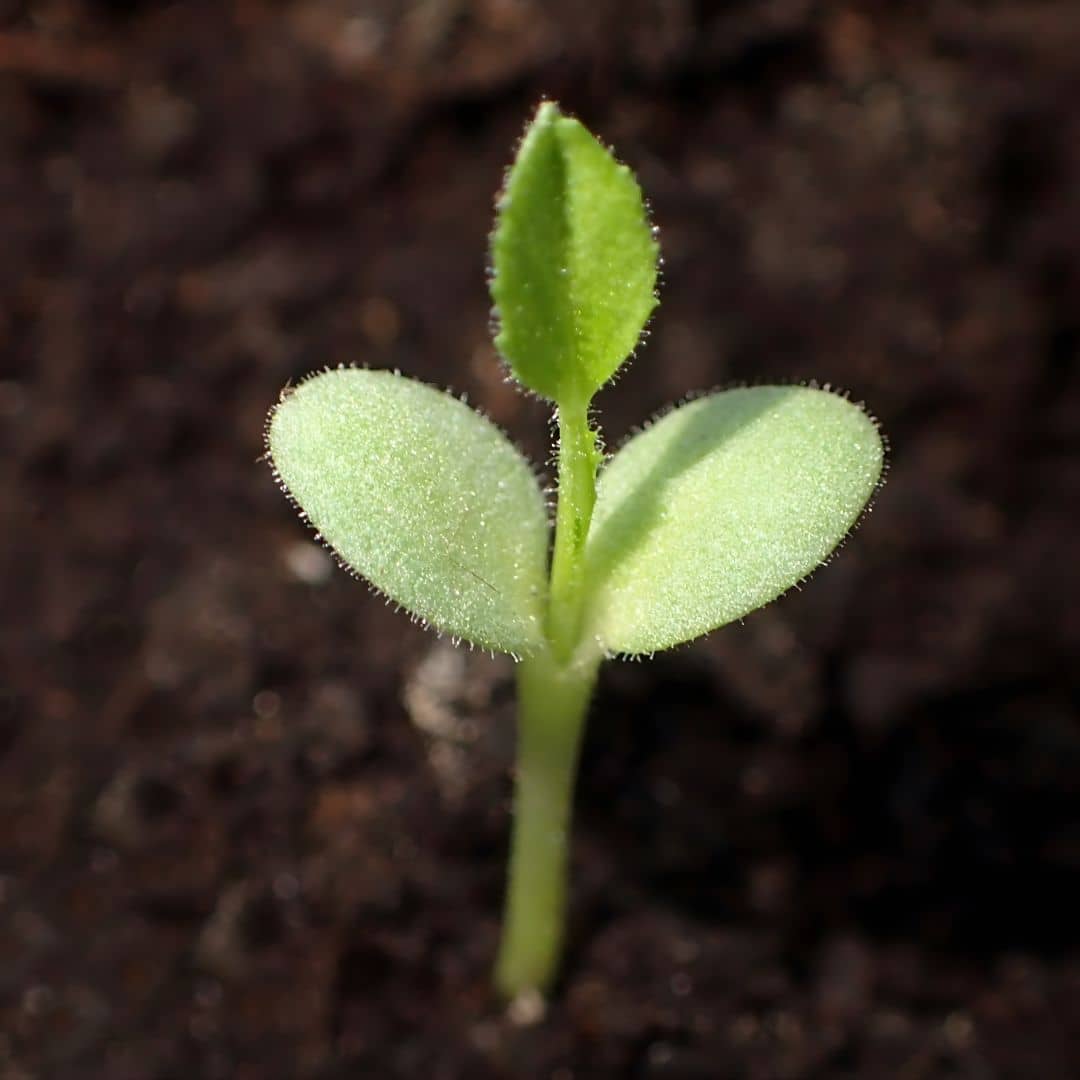 jeune pousse semis de bugrane épineux ononis spinosa qui a bien germé