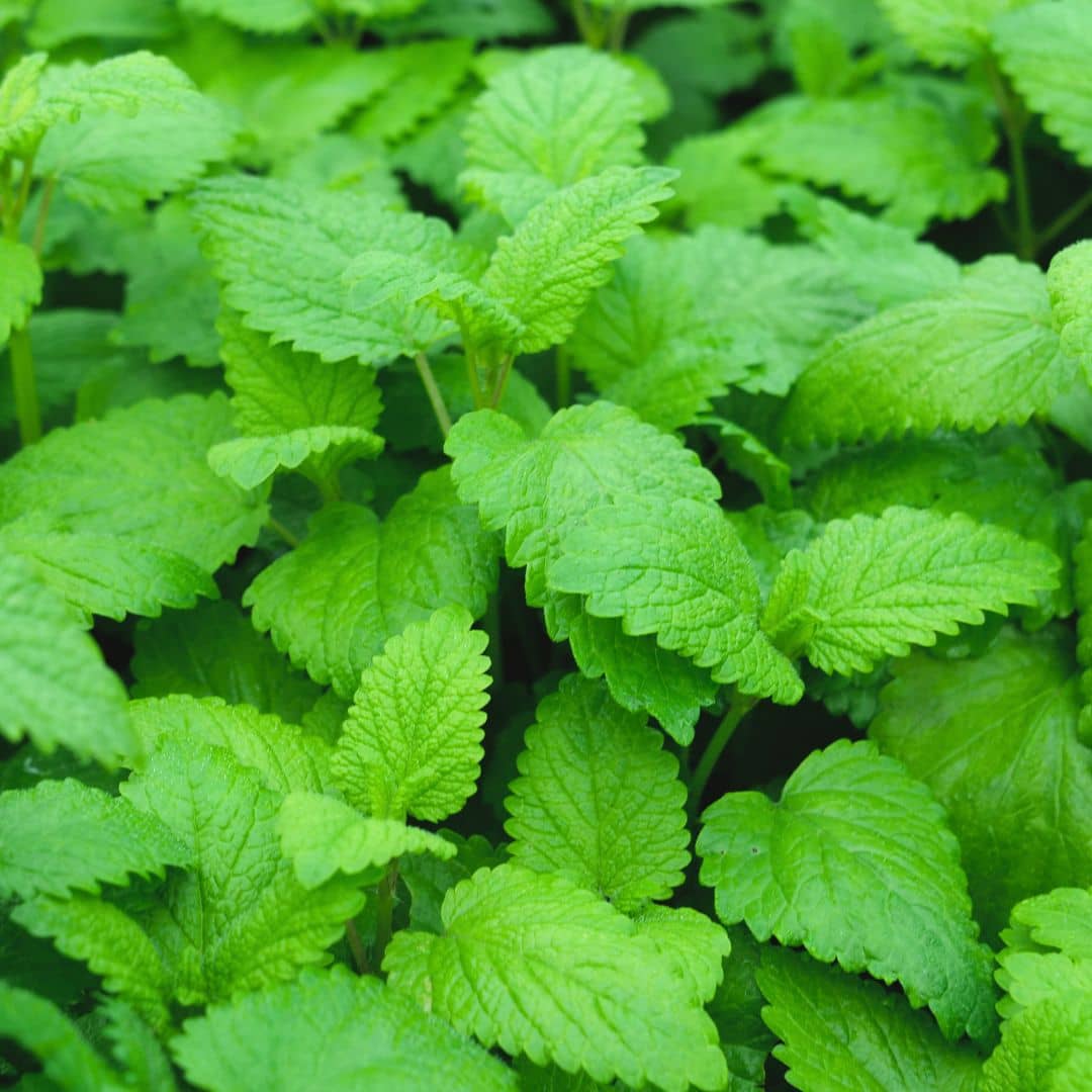 melissa officinalis plante aromatique facile à cultiver monde vegetal