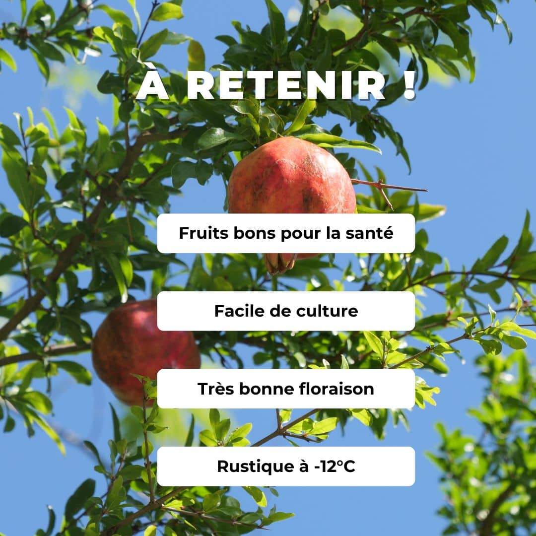 plant de grenadier à fruits punica granatum 5 Litres monde végétal plantes méditerranéennes à cultiver