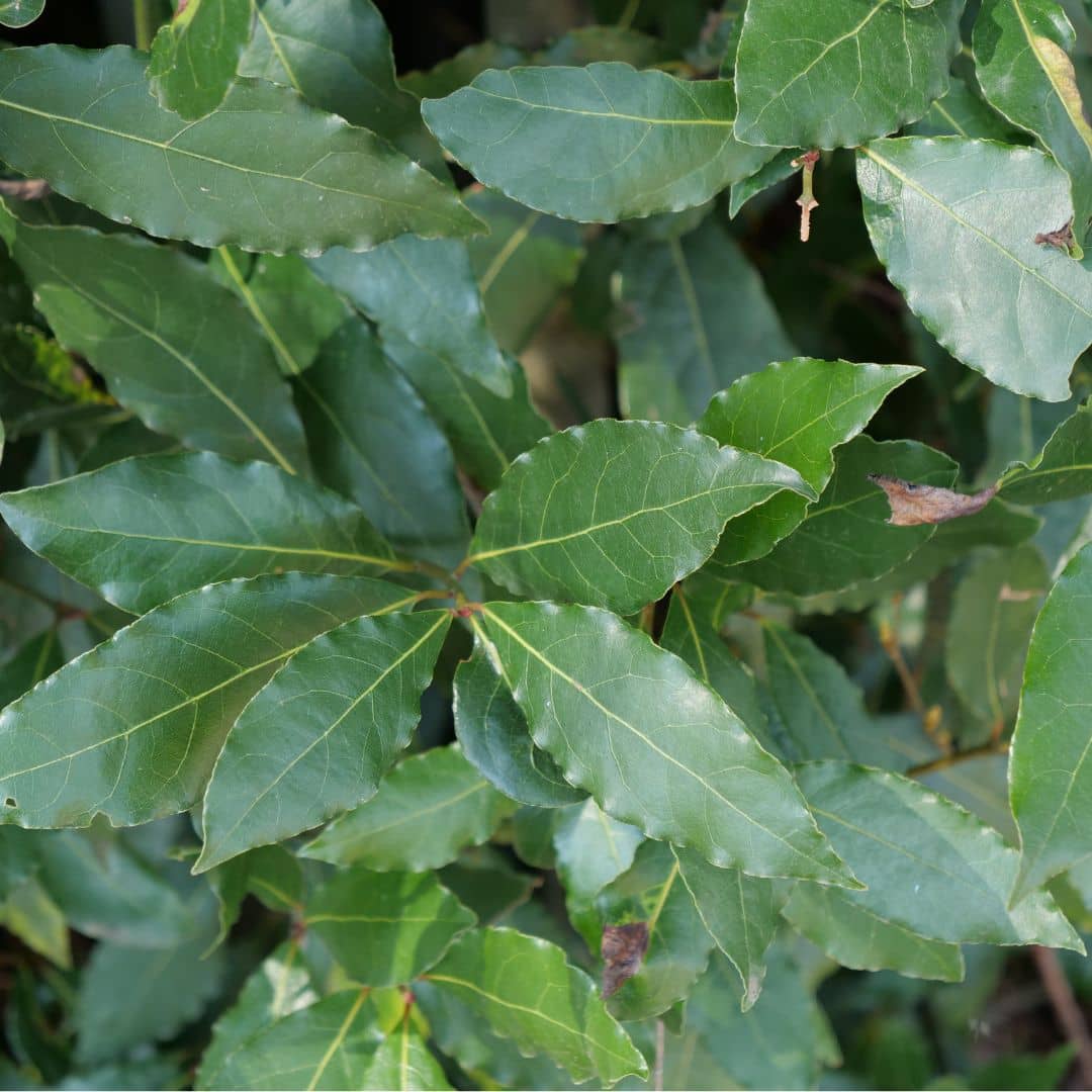 plant de laurier sauce en pot monde végétal