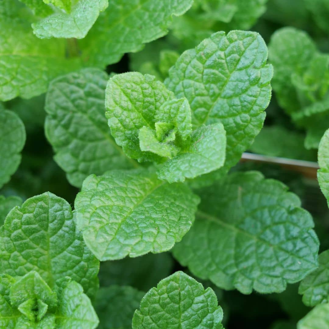 plant menthe marocaine mentha spicata var crispa a cultiver avec monde vegetal