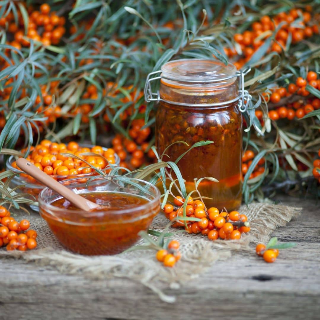 PLANT - Argousier commun (Hippophae rhamnoides)