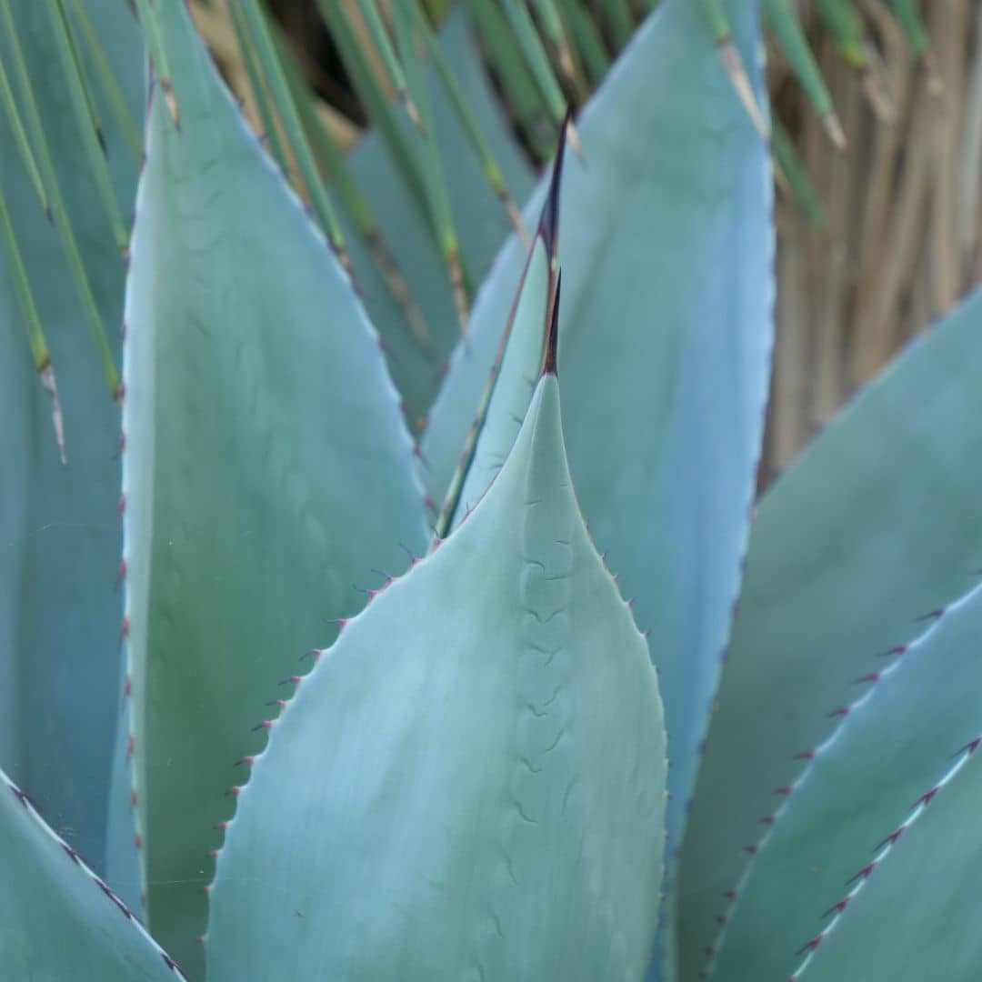 pointes et épines de l'agave à feuilles ovales agave ovatifolia plante grasse pour rocailles monde vegetal