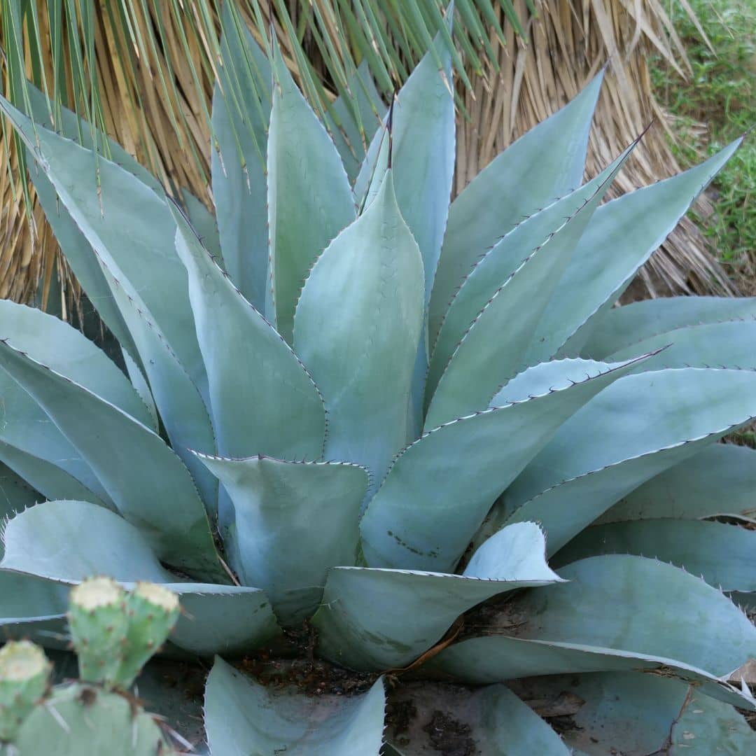 reflets bleus de l'Agave à feuilles ovales agave ovatifolia plantes grasses rares monde vegetal