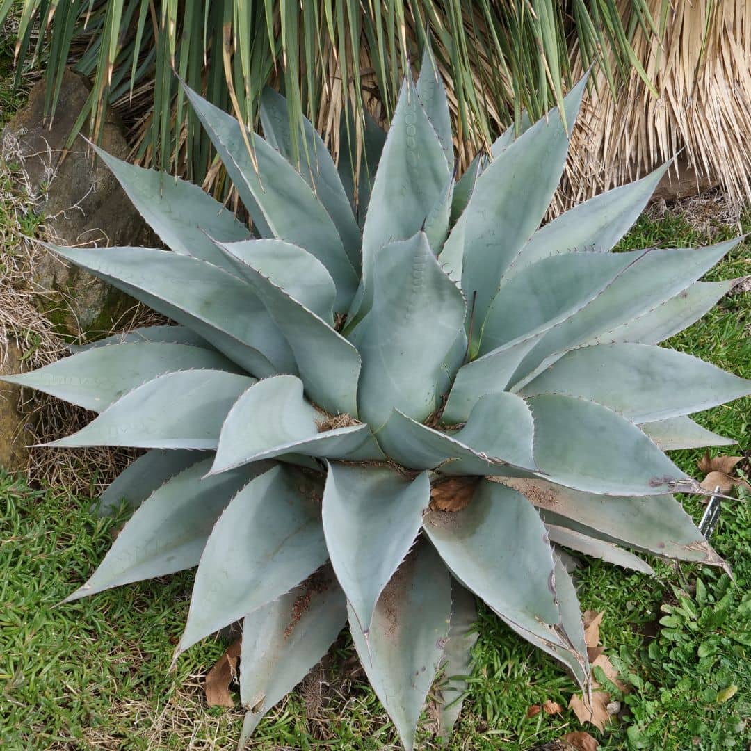 rosette de feuilles coriaces et épineuses de l'agave à feuilles ovales monde vegetal