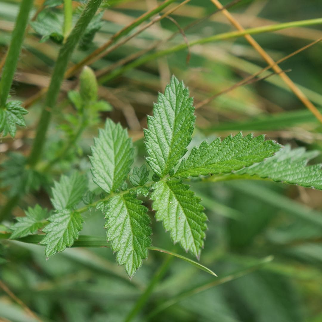 semence de plantes sauvages à cultiver avec monde vegetal