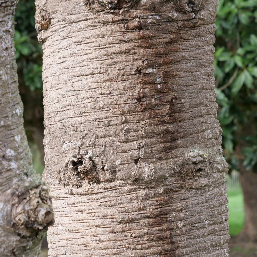 semences Araucaria araucana Araucaria du Chili plante fossile rare