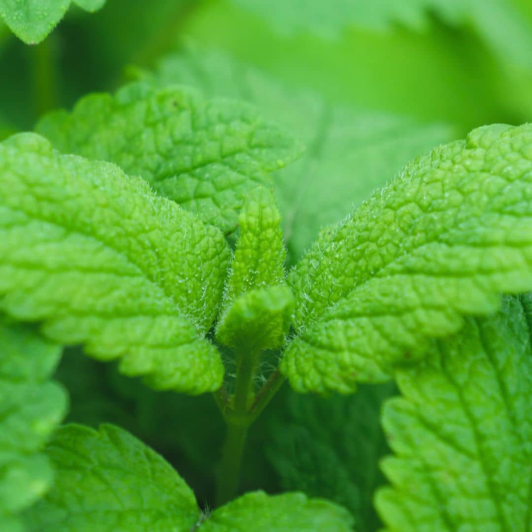 semences de mélisse officinale monde vegetal