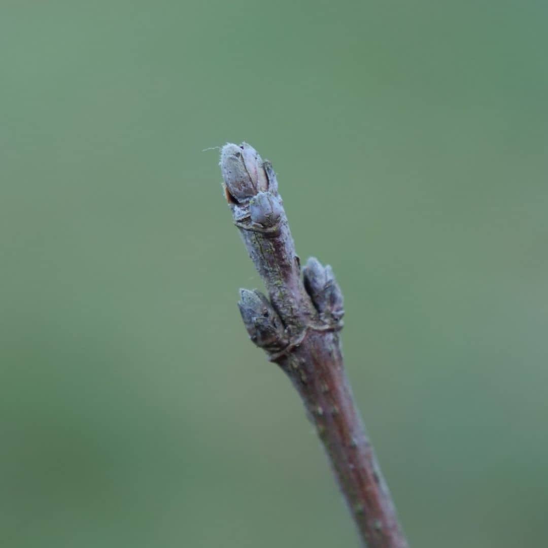 zoom sur les bourgeons d'un érable champêtre acer campestre monde vegetal
