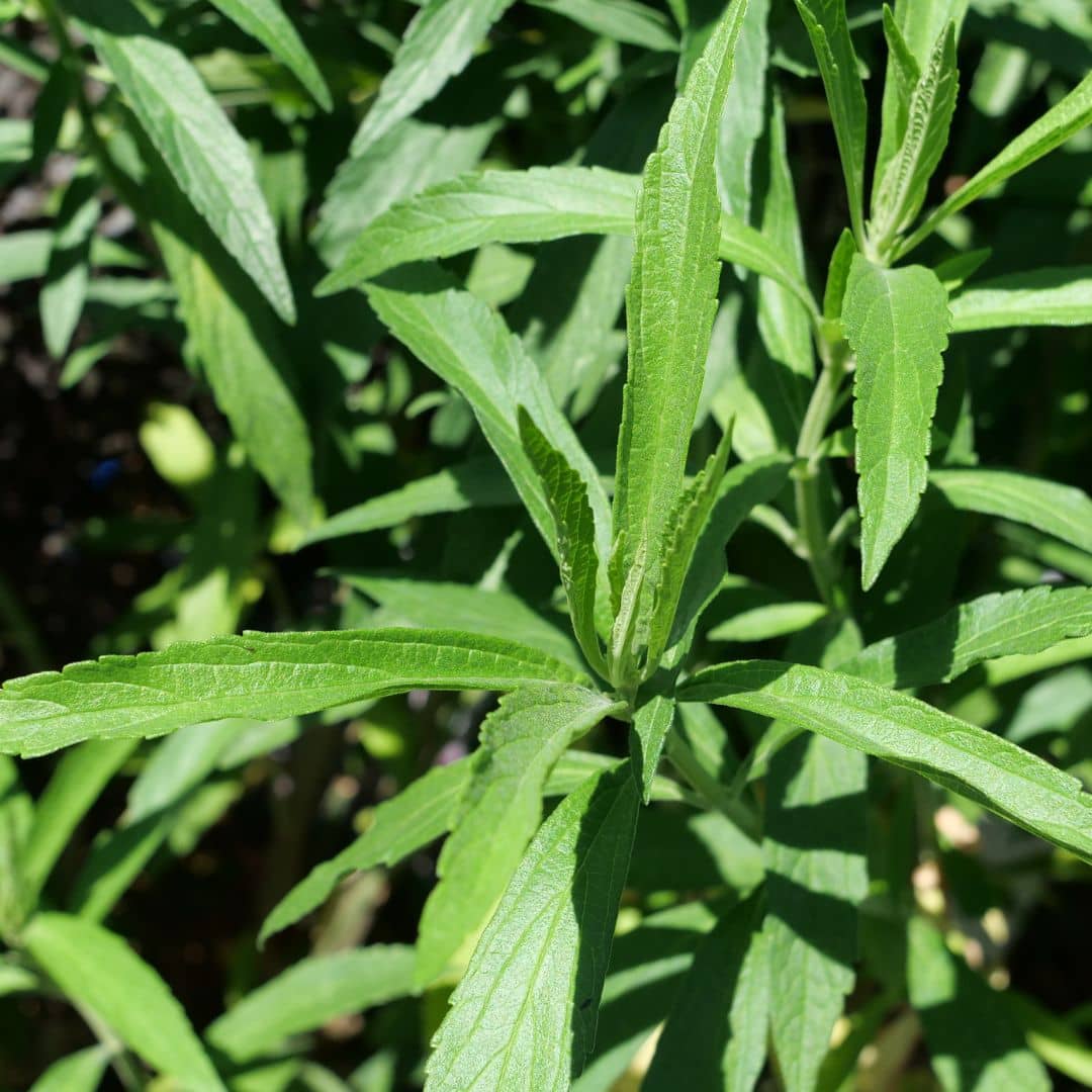 zoom sur les feuilles de la wild dagg plante à fumer utilisée en médecine traditionnelle