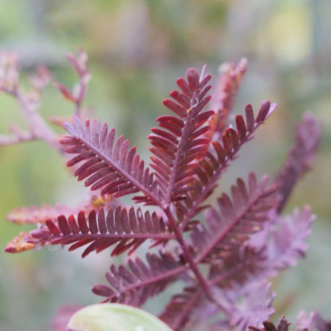 zoom sur les feuilles pourpres de Acacia baileyana Purpurea semences à planter monde vegetal