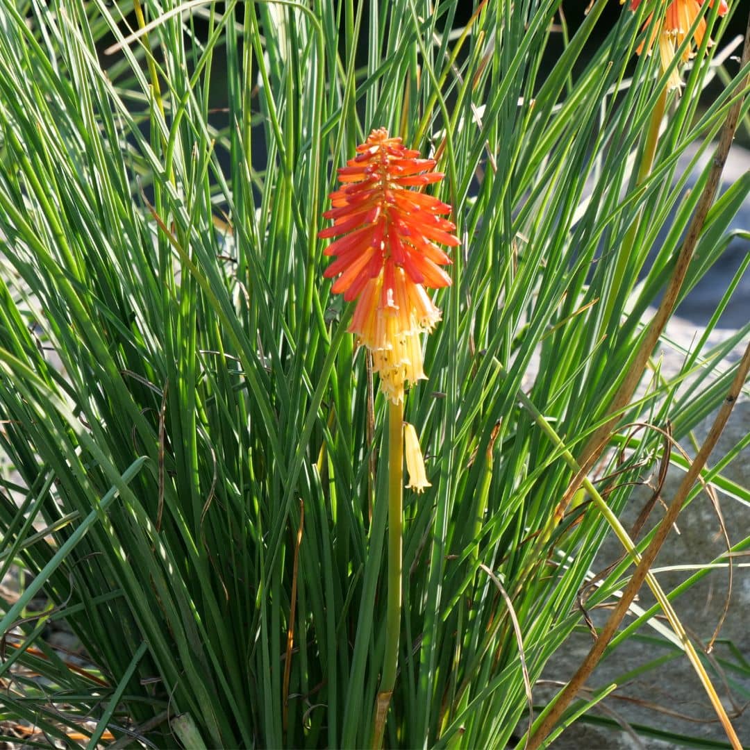 zoom sur les fleurs de kniphofia uvaria tritome à semer