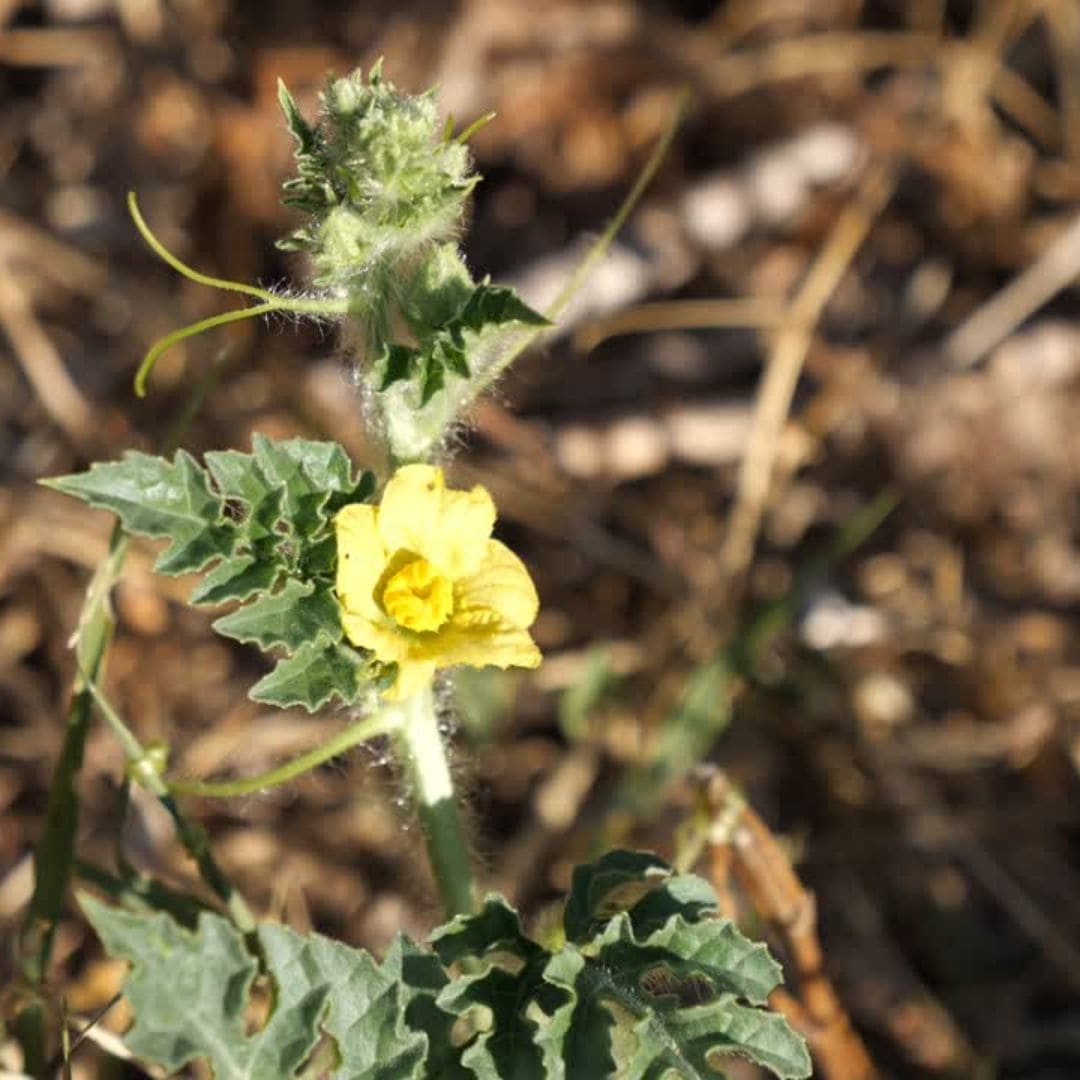 zoom sur les fleurs de pastèque sugar baby monde vegetal