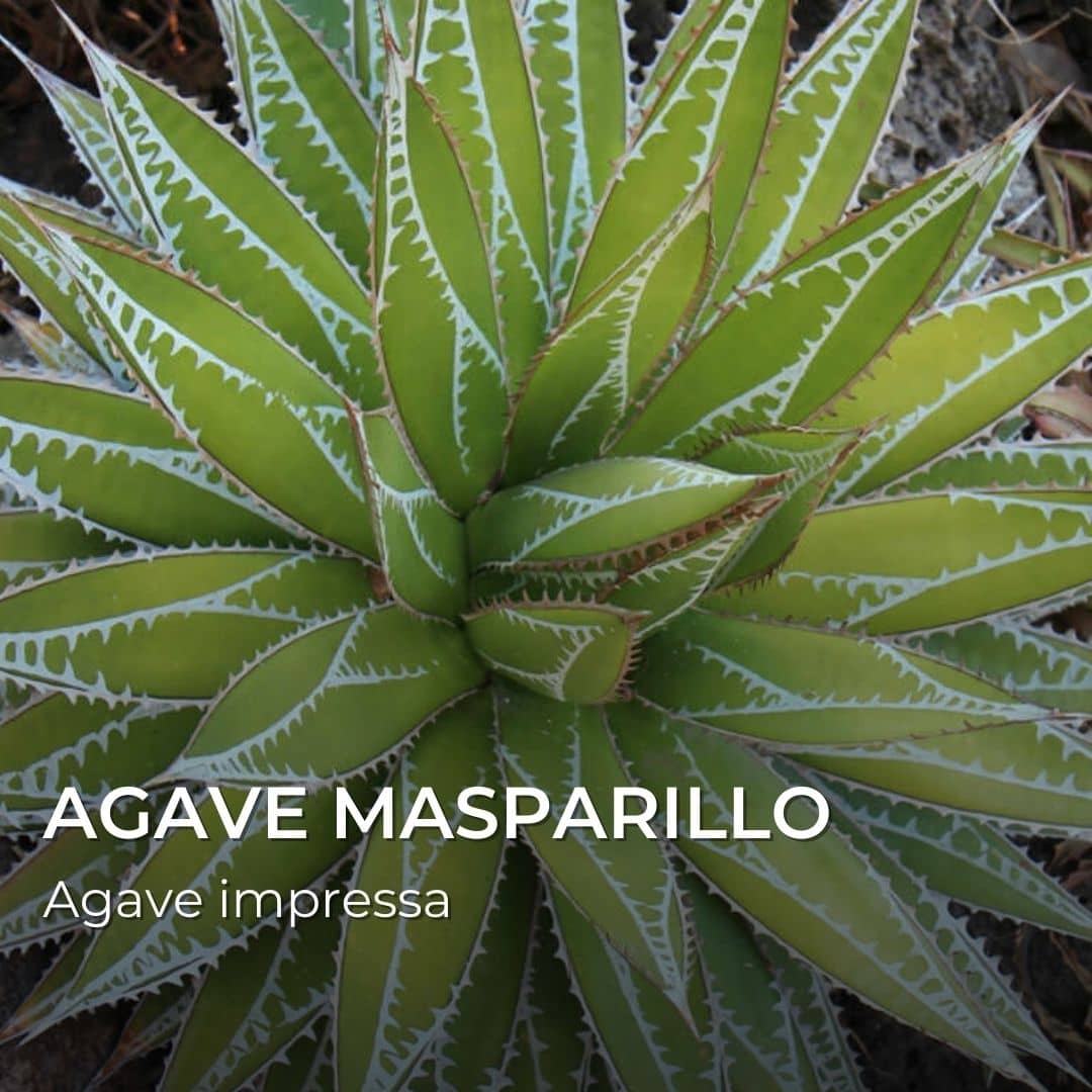 GRAINES - Agave Masparillo (Agave impressa)