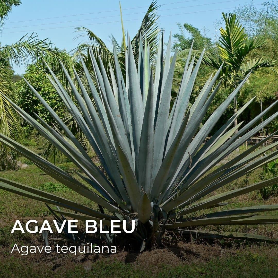 GRAINES - Agave Bleu (Agave tequilana)