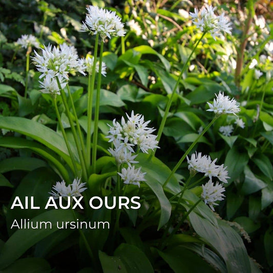 GRAINES - Ail aux ours (Allium ursinum)