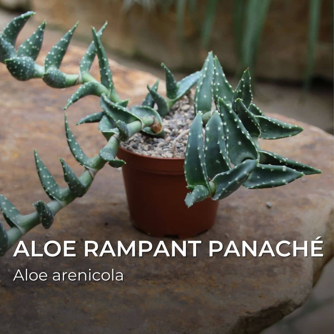GRAINES - Aloe Rampant Panaché (Aloe arenicola)