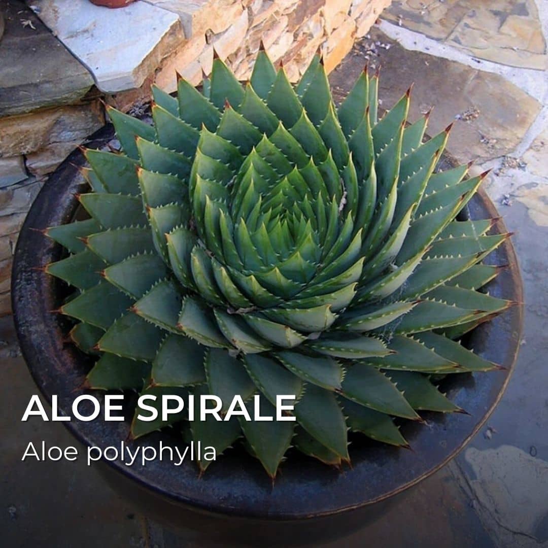 GRAINES - Aloe spirale (Aloe polyphylla)