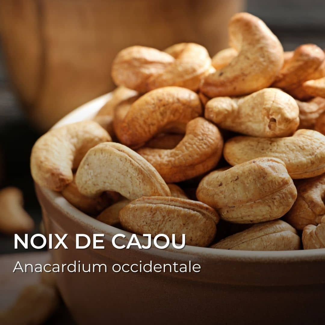 GRAINES - Noix de Cajou / Anacardier (Anacardium occidentale)