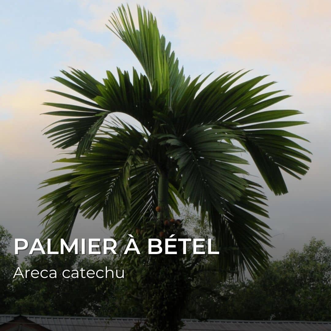 GRAINES - Palmier à Bétel (Areca catechu)
